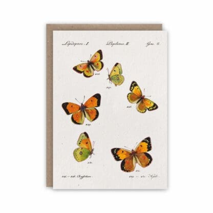 Butterfly notecards