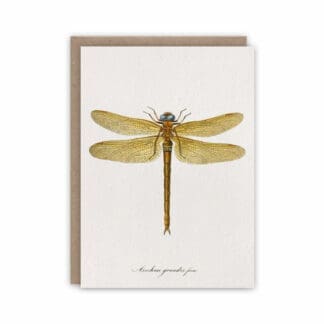 Dragonfly notecard