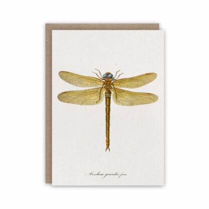 Dragonfly notecard